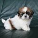 Shih Tzu Puppies for sale in Minnesota City, MN 55959, USA. price: NA