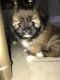 Shih Tzu Puppies for sale in Kissimmee, FL, USA. price: $500