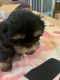 Shih Tzu Puppies for sale in Pensacola, FL, USA. price: $800
