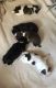 Shih Tzu Puppies for sale in Randleman, NC 27317, USA. price: $1,000
