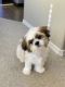 Shih Tzu Puppies for sale in Denver, CO, USA. price: $2,700