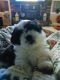 Shih Tzu Puppies for sale in Guthrie, OK, USA. price: NA