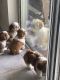 Shih Tzu Puppies for sale in St Cloud, FL, USA. price: $1,000