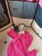 Shih Tzu Puppies for sale in Columbia, MO, USA. price: NA