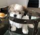 Shih Tzu Puppies for sale in San Angelo, TX, USA. price: NA