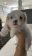 Shih Tzu Puppies for sale in Miami Lakes, FL, USA. price: NA