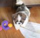 Shih Tzu Puppies for sale in Athens, TX, USA. price: $700