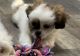 Shih Tzu Puppies for sale in Three Rivers, MI 49093, USA. price: $1,600