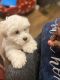 Shih Tzu Puppies for sale in Hartford, CT, USA. price: NA
