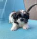 Shih Tzu Puppies for sale in Irvine, CA, USA. price: $1,900