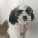 Shih Tzu Puppies for sale in Berlin, Germany. price: 500 EUR