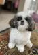 Shih Tzu Puppies for sale in Independence Charter Township, MI 48348, USA. price: NA