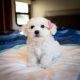 Shih Tzu Puppies for sale in Los Angeles, CA 90036, USA. price: NA