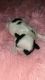 Shih Tzu Puppies for sale in Morganton, NC 28655, USA. price: NA