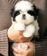Shih Tzu Puppies for sale in Chino Hills, CA, USA. price: NA