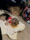 Shih Tzu Puppies for sale in Middleburg Heights, OH, USA. price: $1