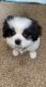 Shih Tzu Puppies for sale in Allendale Charter Twp, MI, USA. price: $900
