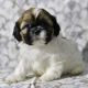 Shih Tzu Puppies for sale in LOS ANGLS AFB, CA 90009, USA. price: NA