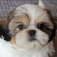 Shih Tzu Puppies for sale in Cityland 10 Tower 2, 156 H.V. Dela Costa, Makati, Metro Manila, Philippines. price: 85,000 PHP