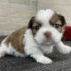 Shih Tzu Puppies for sale in Buford, GA 30519, USA. price: $350