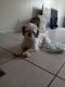 Shih Tzu Puppies for sale in Fort Lauderdale, FL, USA. price: NA