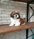 Shih Tzu Puppies for sale in T K C Rd, Texas 77375, USA. price: NA