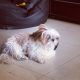Shih Tzu Puppies for sale in T K C Rd, Texas 77375, USA. price: NA