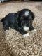 Shih Tzu Puppies for sale in Marshfield, MO 65706, USA. price: NA