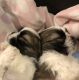Shih Tzu Puppies for sale in Corvallis, OR, USA. price: NA