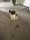 Shih Tzu Puppies for sale in Chattanooga, TN, USA. price: $450