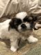 Shih Tzu Puppies for sale in Corvallis, OR, USA. price: NA