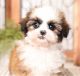 Shih Tzu Puppies for sale in California City, CA, USA. price: $500