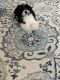 Shih Tzu Puppies for sale in Queens, NY, USA. price: $1,500