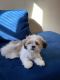 Shih Tzu Puppies for sale in Omaha, NE, USA. price: NA