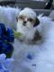 Shih Tzu Puppies for sale in Jersey City, NJ, USA. price: $2,000