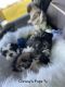 Shih Tzu Puppies for sale in Jersey City, NJ, USA. price: $2,000