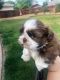 Shih Tzu Puppies for sale in Lincoln, CA, USA. price: $1,800