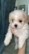 Shih Tzu Puppies for sale in Selma, CA 93662, USA. price: NA