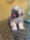 Shih Tzu Puppies for sale in Fort Lauderdale, FL 33351, USA. price: NA