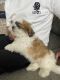 Shih Tzu Puppies for sale in 2804 E 19th St, Brooklyn, NY 11235, USA. price: NA