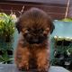 Shih Tzu Puppies for sale in 3507 W 4th St, Coffeyville, KS 67337, USA. price: NA