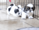Shih Tzu Puppies for sale in California City, CA, USA. price: $1,000