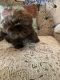 Shih Tzu Puppies for sale in Niles, OH, USA. price: NA