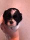 Shih Tzu Puppies for sale in Denham Springs, LA, USA. price: NA