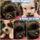 Shih Tzu Puppies for sale in Spring, TX 77373, USA. price: NA