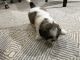 Shih Tzu Puppies for sale in Boiling Springs, SC 29316, USA. price: $1,200