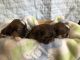 Shih Tzu Puppies for sale in East Falmouth, Falmouth, MA 02536, USA. price: NA