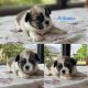Shih Tzu Puppies for sale in Ligonier, IN 46767, USA. price: $1,200