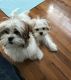 Shih Tzu Puppies for sale in Winston-Salem, NC, USA. price: $700