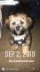 Shih Tzu Puppies for sale in Raytown, MO, USA. price: NA